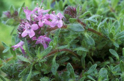 Thyme Thymus Serpyllum Purple Herbs Groundcover Flower