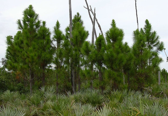 Pinus Elliottii Tree Shrub Seeds Slash Pine Bonsai Evergreen