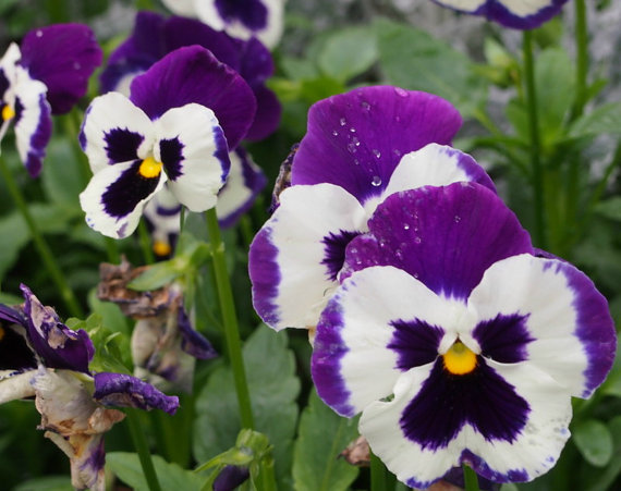 Viola English Violet Wild Pansy Heartsease Violetta Flower