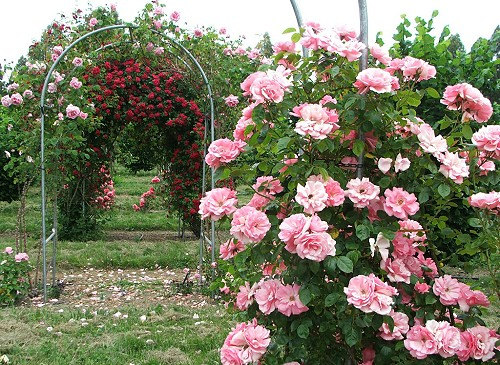 Climbing Rose Seeds Climber Pink Perennials Flower