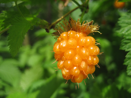 Yellow Berry Raspberry(25) เมล็ดเยลโลราสเบอร์รี่ 25 เมล็ด
