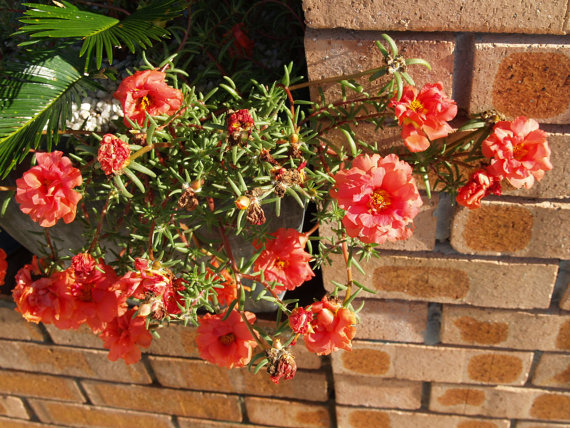Portulaca sun Purslane Moss Rose Pigweed Mixed