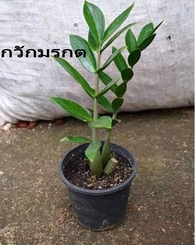 #ต้นกวักมรกตไม้มงคล #ต้นกวักมรกตไม้ฟอกอากาศภายในบ้าน