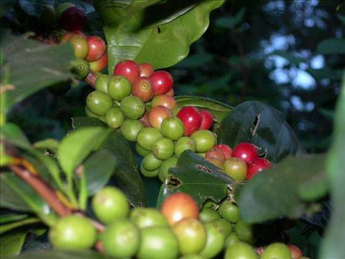 ต้นกาแฟอาราบิก้า สูง 30 ซม