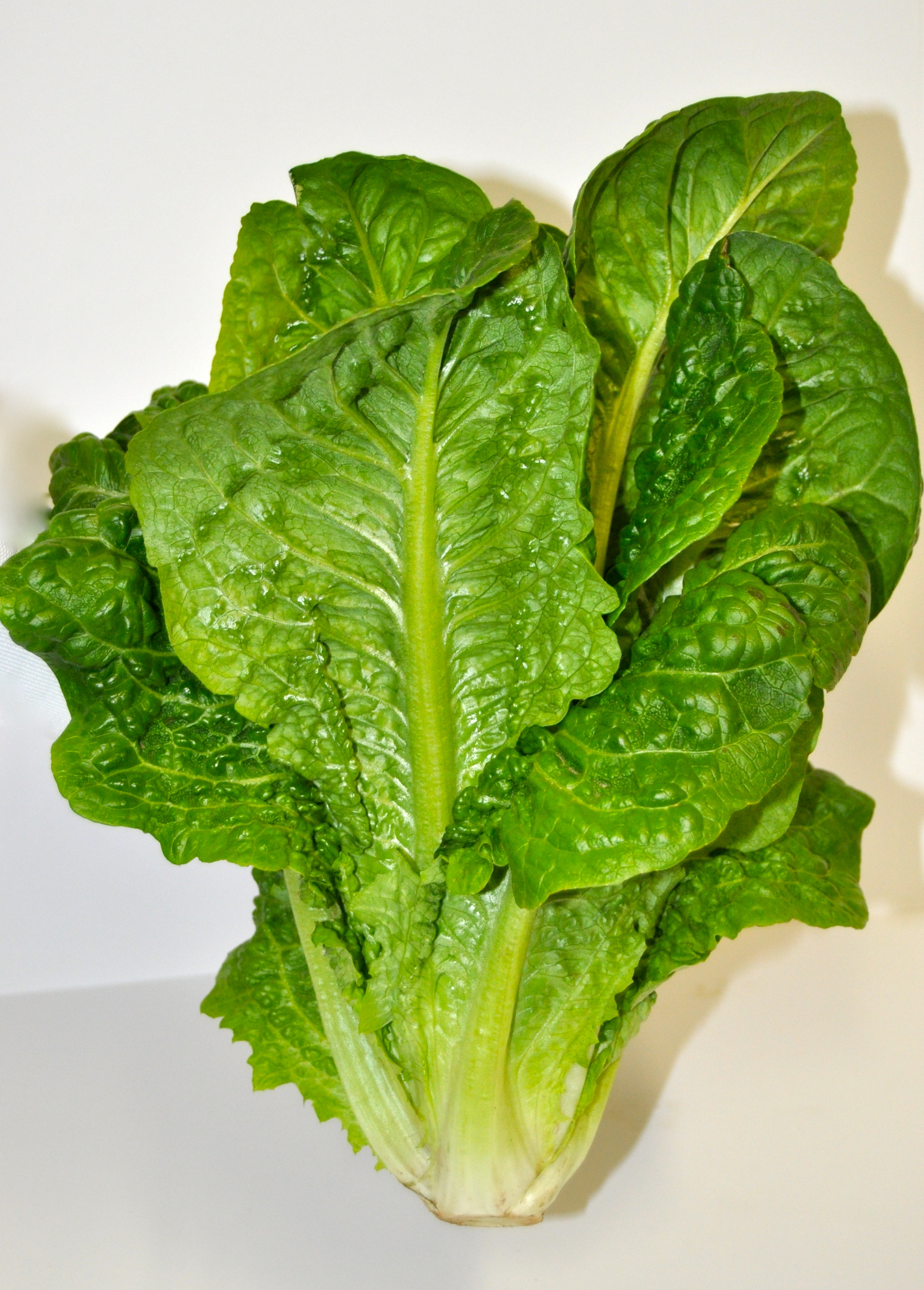 ผักสลัดกรีนโรม romaine lettuce