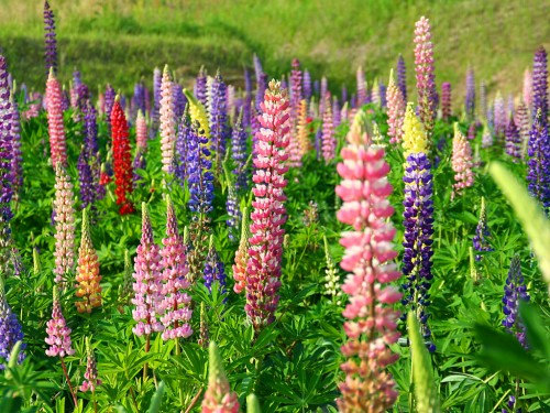 Lupin Lupinus Lupine Bluebonnet Texas Bluebonnet Mixed Flower(25) เมล็ดดอก Lupin Lupinus คละสี 25 เมล็ด