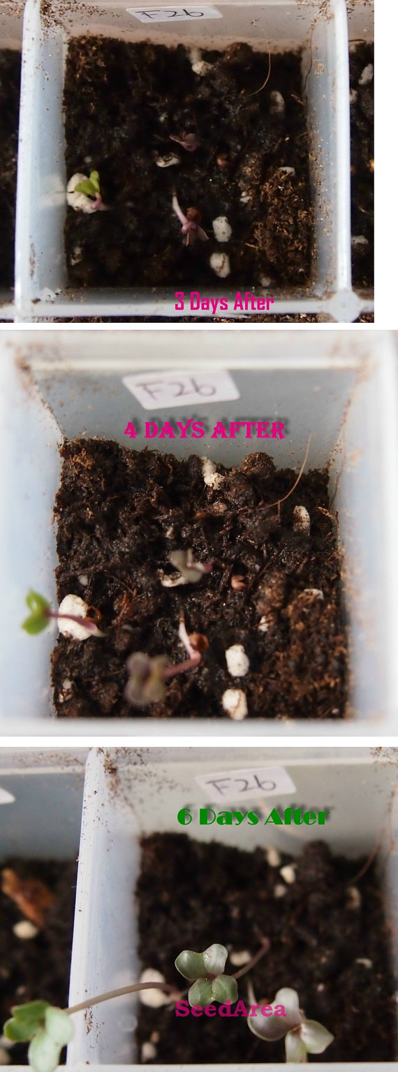 Purple Cauliflower Garden Vegetable seed