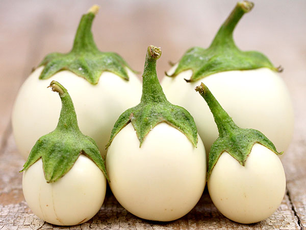 มะเขือไข่เต่า White Eggplant