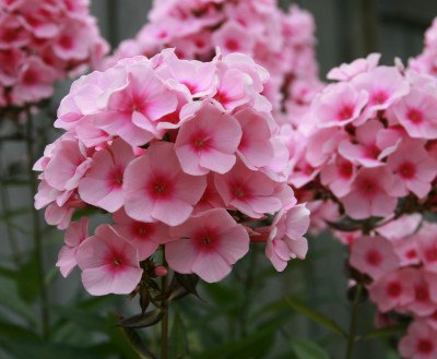41500 เมล็ด 100 กรัม Phlox Drummondii California Mountain Linanthus Flower