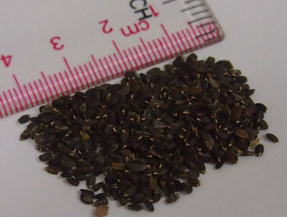 30000 เมล็ด 100 กรัม Dracocephalum moldavica Dragon's Head purple Blue