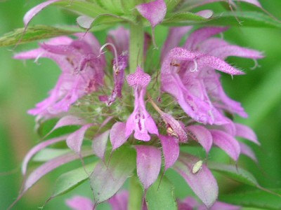 Lemon Mint Monarda Bergamot Bee Balm Herb
