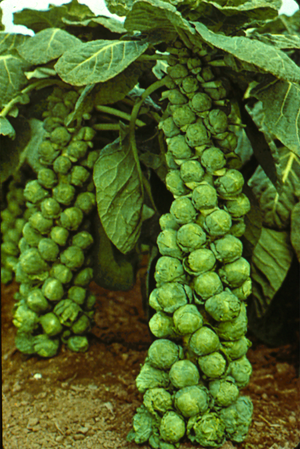 กระหล่ำดาว Brussels Sprouts