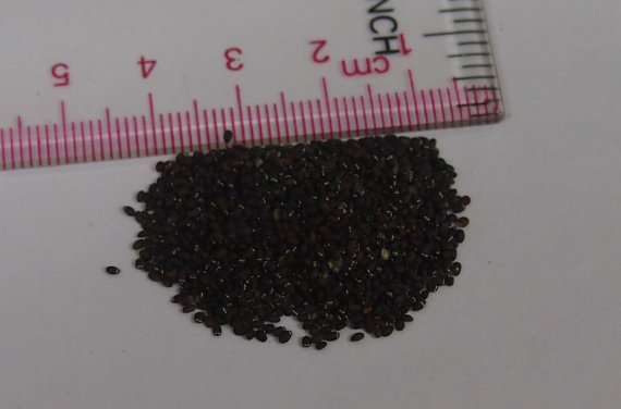 90000 เมล็ด 100 กรัม Spearmint Mentha Spicata Mint Pennyroyal Herb Flower