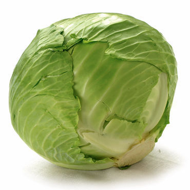 กะหล่ำปลีเขียว Cabbage