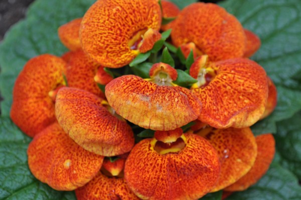 Slipperwort Calceolaria ชุดใหญ่ 200 เมล็ด