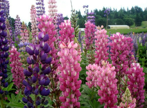 Lupin Lupinus Lupine Bluebonnet Texas Bluebonnet Mixed Flower(25) เมล็ดดอก Lupin Lupinus คละสี 25 เมล็ด