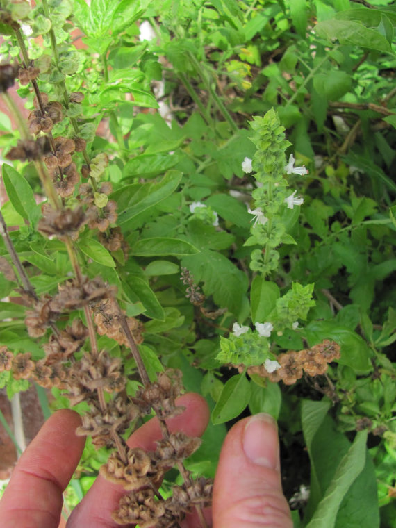 Sweet Holy Basil Ocimum Basilicum Tulsi White
