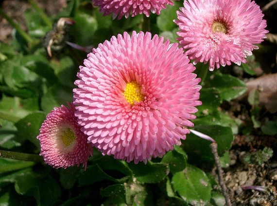 English Daisy Monstrosa Corsican Bellis Perennis Flower