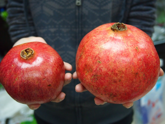 Turkey Giant Pomegranate seeds Punica Granatum Shrub Fruit Tree