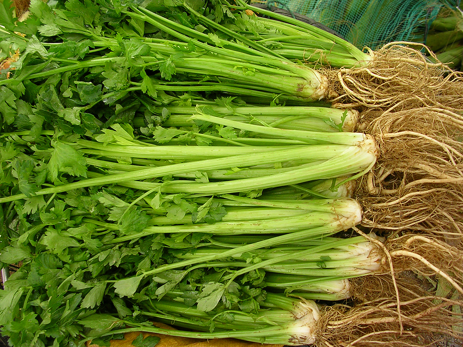 ขึ้นฉ่าย Celery