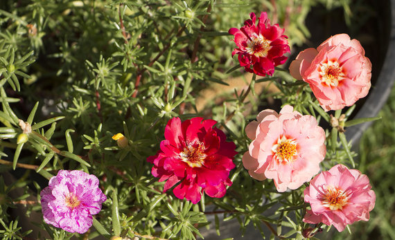 Portulaca sun Purslane Moss Rose Pigweed Mixed