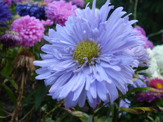 42500 เมล็ด 100 กรัม Callistephus chinensis China Aster Blue Purple Matsumoto