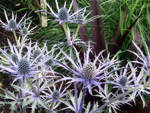 Sea Holly Sea Hollies Blue Star Garden Purple Flower