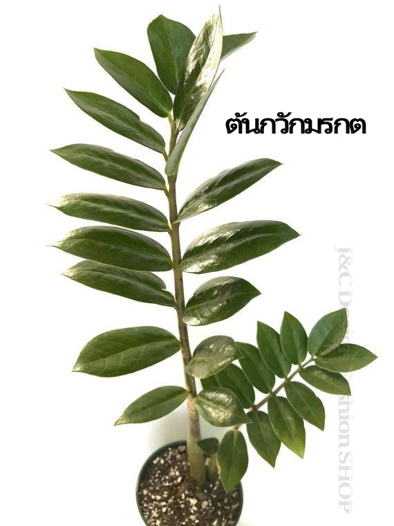 ต้นกวักมรกตไม้มงคล #ต้นกวักมรกตไม้ฟอกอากาศภายในบ้าน