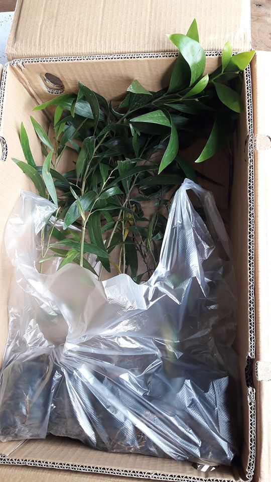 ต้นพยุงไทย ชุดละ 100 ต้น รวมค่าส่งแล้ว