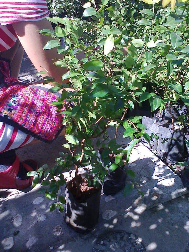 ต้นองุ่นบราซิล