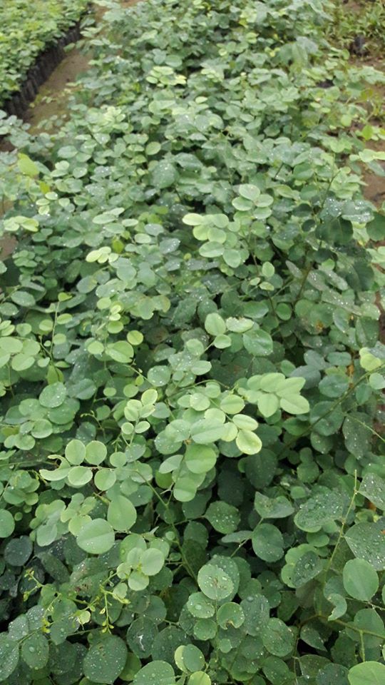 ต้นพยุงไทย ชุดละ 100 ต้น รวมค่าส่งแล้ว