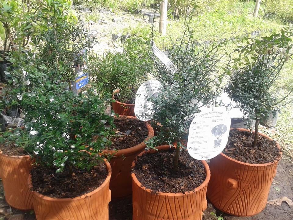 ต้นมะนาวนิ้วมือ (Finger Lime) เลือกสายพันธุ์ได้