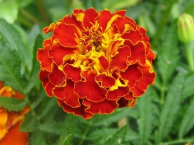37000 เมล็ด 100 กรัม Tagetes patula Marigold Signet Pot Orange Red Flowers