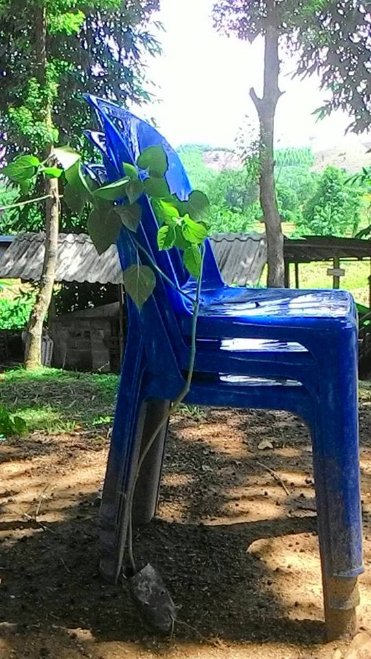 ต้นเคพกูสเบอร์รี่