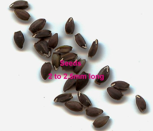 Dracocephalum moldavica Dragon's Head purple Blue