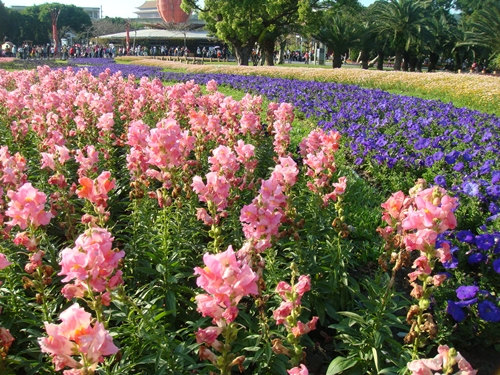 Antirrhinum majus Snapdragon Pink Garden Flower
