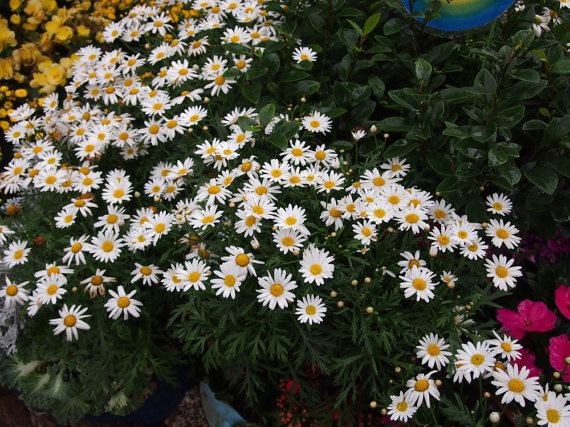 Chamomile Chamaemelum Garden Apple Anthemis nobilis Flower