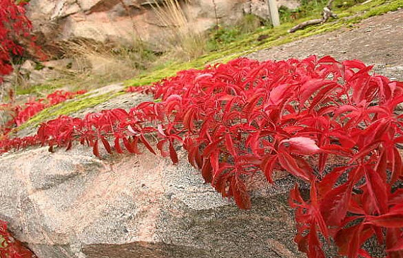 Boston Ivy Vine Virginia creeper Parthenocissus tricuspidata
