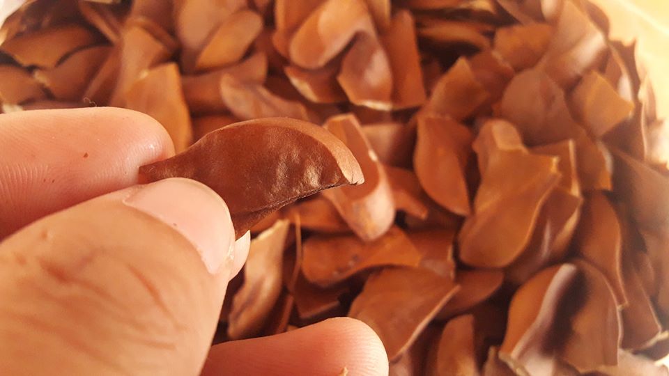 มะฮอกกานี เมล็ด 1 บาท