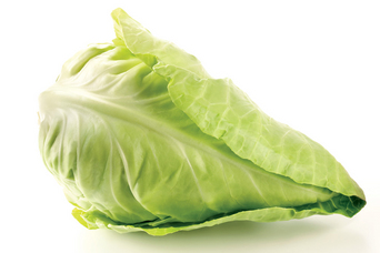 กะหล่ำปลีหัวใจ Pointed Cabbage