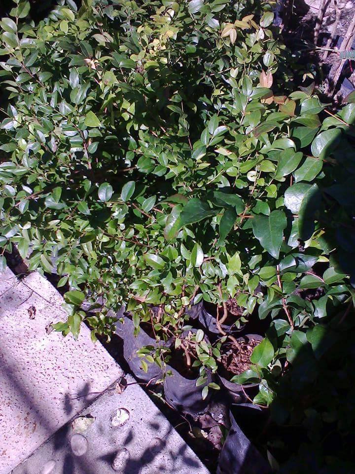 ต้นองุ่นบราซิล