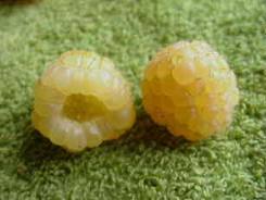 White Raspberry Seeds