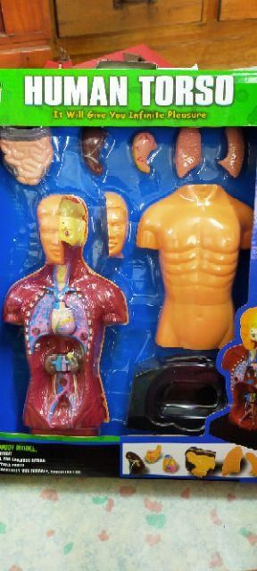 ชุดร่างกายมนุษย์จำลอง โมเดลมนุษย์