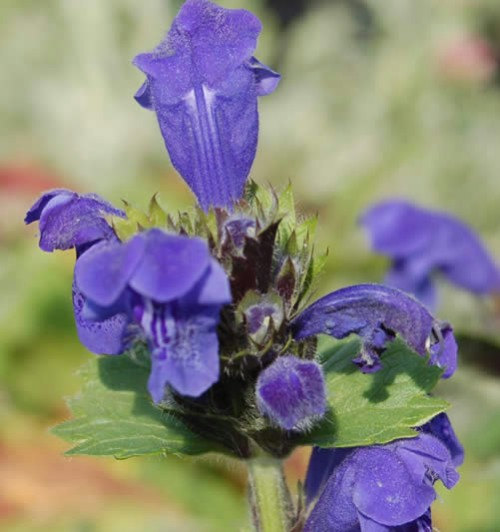 Dracocephalum moldavica Dragon's Head purple Blue