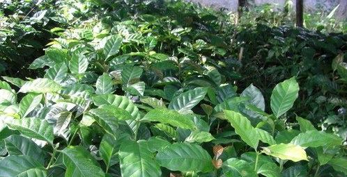 ต้นกาแฟอาราบิก้า สูง 30 ซม