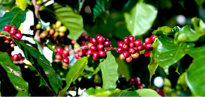 ต้นกาแฟอาราบิก้า สูง 30 ซม