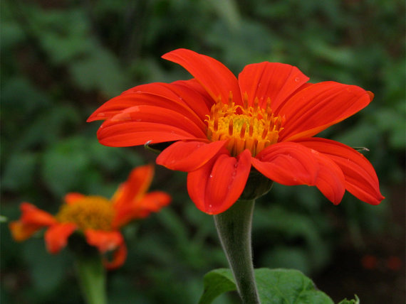 100 กรัม 10,000 เมล็ด Mexican Sunflower Tithonia Rotundifolia