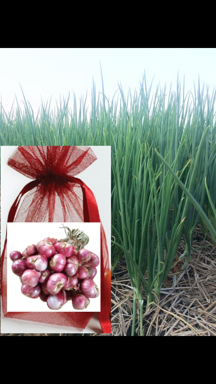 หอมหัวแดงออแกนิค พร้อมปลูกหรือรับประทานได้เลย