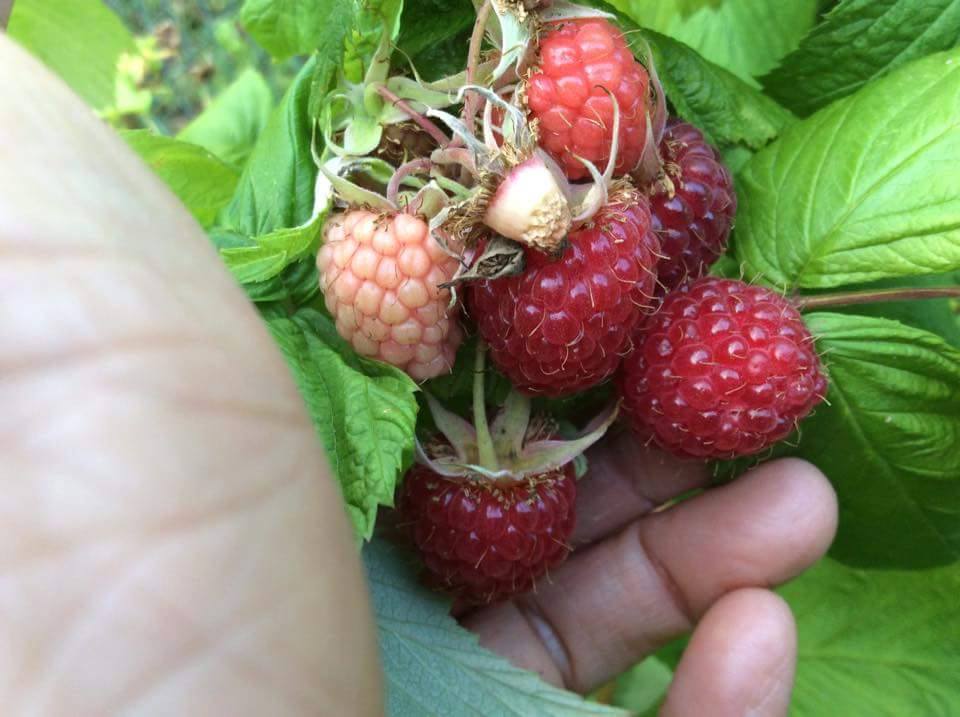 ต้นเรดราสเบอร์รี่ RED respberry