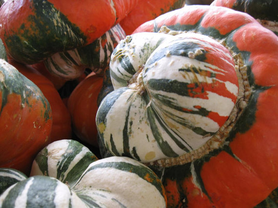 BISCHOFSMUTZE turks turban gourd